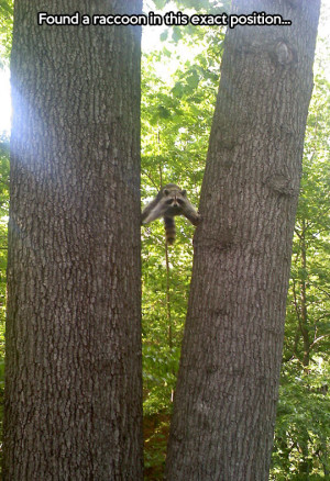 Raccoon doing an epic split…