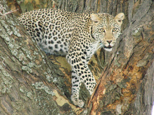 Cheetah Family Having Lunch