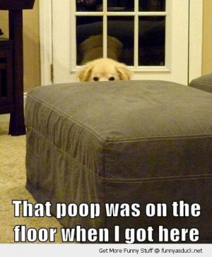 poop already there dog hiding animal funny pics pictures pic picture ...