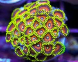 Eagle Eye Zoa Coral