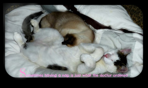 quote-cats-sleeping-cat nap