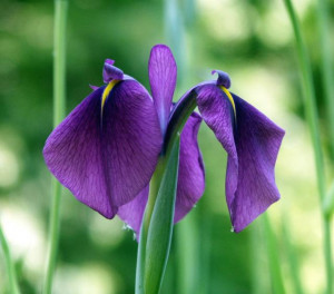 Beautiful Iris Flower Photo