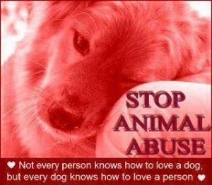 Stop hurting defenseless animals!