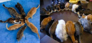 The World’s Top 10 Best Ways to Organize Cats