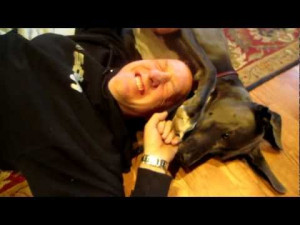Ripley The Great Dane Rough Housing With Evan