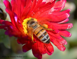 Flower Pollen http://www.heartspm.com/the-benefits-of-honey.php/bee-on ...
