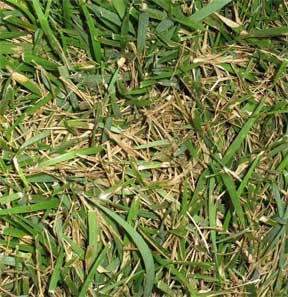 Lawn Brown Spots Fungus