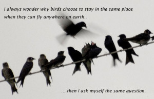 ... stay in the same place when they can fly anywhere on earth birds quote