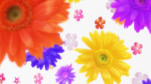 Mixed Colour Flower hd wallpapers