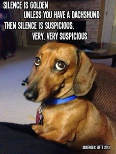 Doxie humor..just look at that face. U cant ever be mad at that face ...