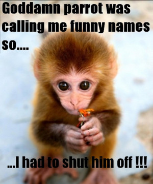 Funny Baby Monkey Feeling Guilty Pictures With Captions