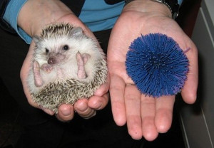 Cutest Animal Ever: Baby Hedgehogs