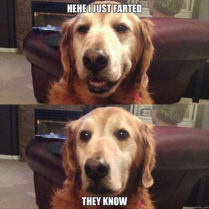 30 Funny animal captions - part 13 (30 pics), animal pictures with ...