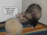 Ferret Pictures | Ferret Graphics | Ferret Images