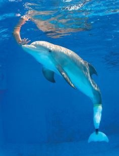 Winter, from the Dolphin Tale movie