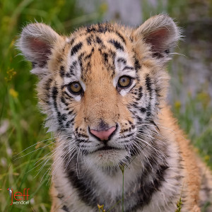 Wild Siberian Tiger Cubs Cub