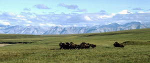 ... National Wildlife Refuge], which the president has made clear is not