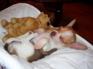 izismileAwww how cute, Chihuahua sleeping all curled up with stuffed ...