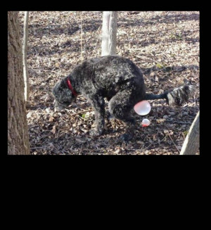 gum bubbles: Crap Bubbles, Bubbles Gum, Dogs Ate, Dogs Pooping, Funny ...