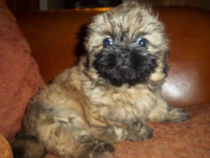 Cute Shih Tzu Puppies Brown...