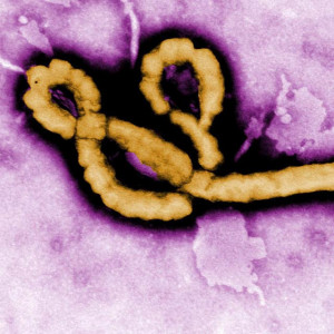 Ebola Virus Quotes