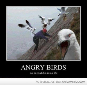 Angry Birds Funnies! - angry-birds Photo