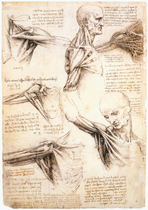Anatomical studies of the shoulder - by Leonardo da Vinci