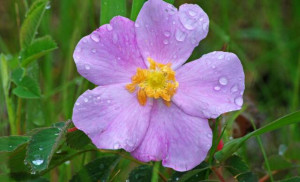Wild Prairie Rose Widescreen 2 HD Wallpapers