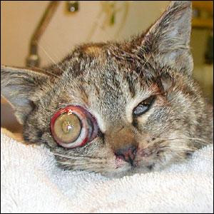 ... to the degree of trauma that is required to proptose a cat’s eye