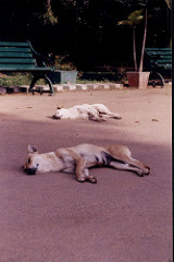 Tired dogs (Photo credit: jimbob! )
