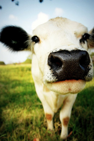 Cow Funny Face