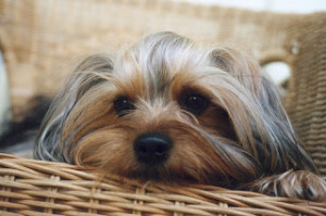 Funny Yorkshire Terrier Picture Cached Feb Facebook Elvis