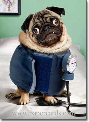 Pug Wears Blood Pressure Cuff (1 card/1 envelope) Avanti Funny Dog ...