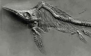 Ichthyosaurs Fossils Mary Anning