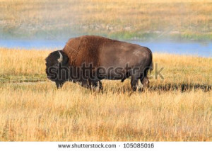 African Buffalo Toys And...
