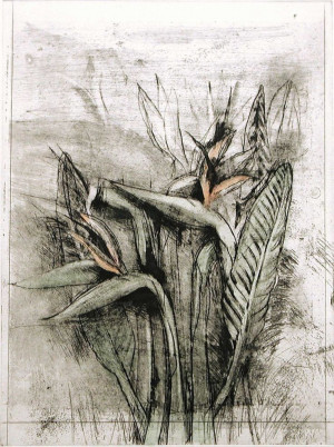 Jim Dine - Strelitzia, from Temple of Flora, 1978, etching, drypoint ...