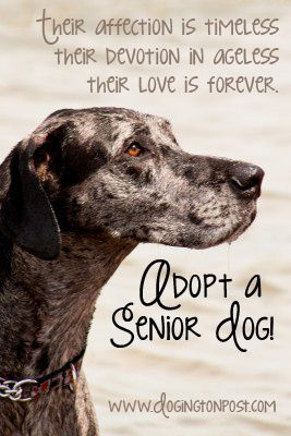 Adopt a Senior dog....