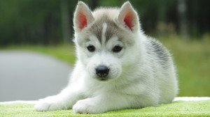 Cute White Puppy Husky Download