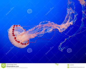 jelly-fish-17802656.jpg