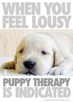 College Offers 'Puppy Room' to Stressed-Out Students: Does Playing ...