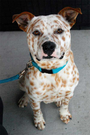 This is Puck. He’s beautiful Australian Cattle dog mix. He was found ...