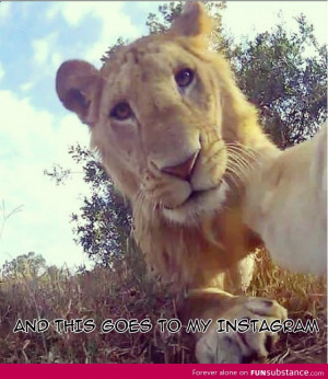 awesome, cute, funny, humor, lion, lol, photo, quotes, selfie, text ...