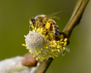 Honey Bee Collecting Pollen - Bee Background - 1280x1024 pixels
