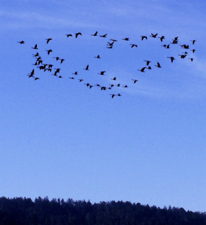 of Canada geese flying over Inverness Ridge as seen from my deck