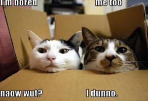 Funny Kittens with Sayings