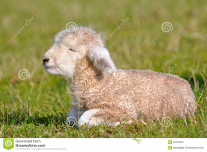 Lambs Cute Day
