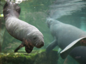 animals cute manatee baby animals zooborns baby manatee manatee calf ...