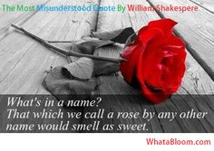 Misunderstood Quotes, Flowers Smells, 450 Th Birthday, Bloom Flowers ...