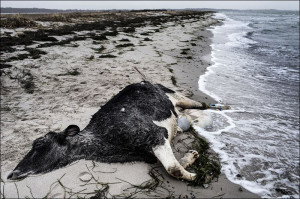 carcass of a Holstein Dairy Cow lies, Wednesday, on the beach ...
