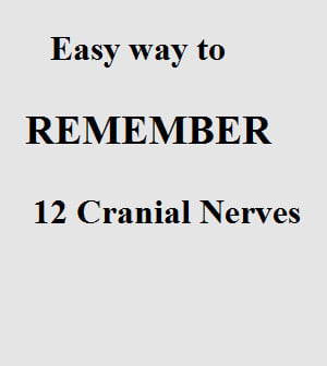 Cranial Nerves Mnemonic